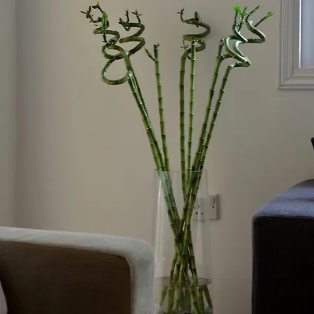 Hippocrates One Bedroom Cozy Flat דירה *